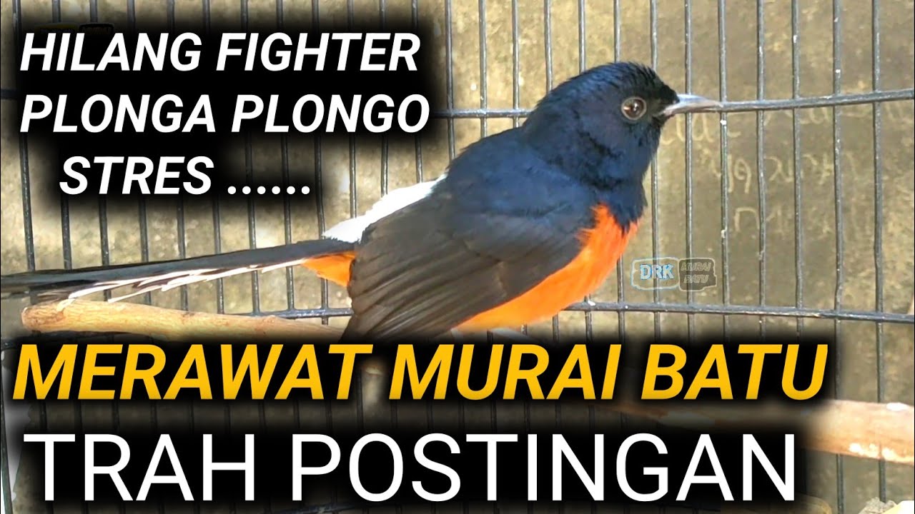 ILMU MAHAL !!! STOP DULU MANDI DAN JEMURNYA RAWATAN MURAI BATU | DRK MURAI BATU