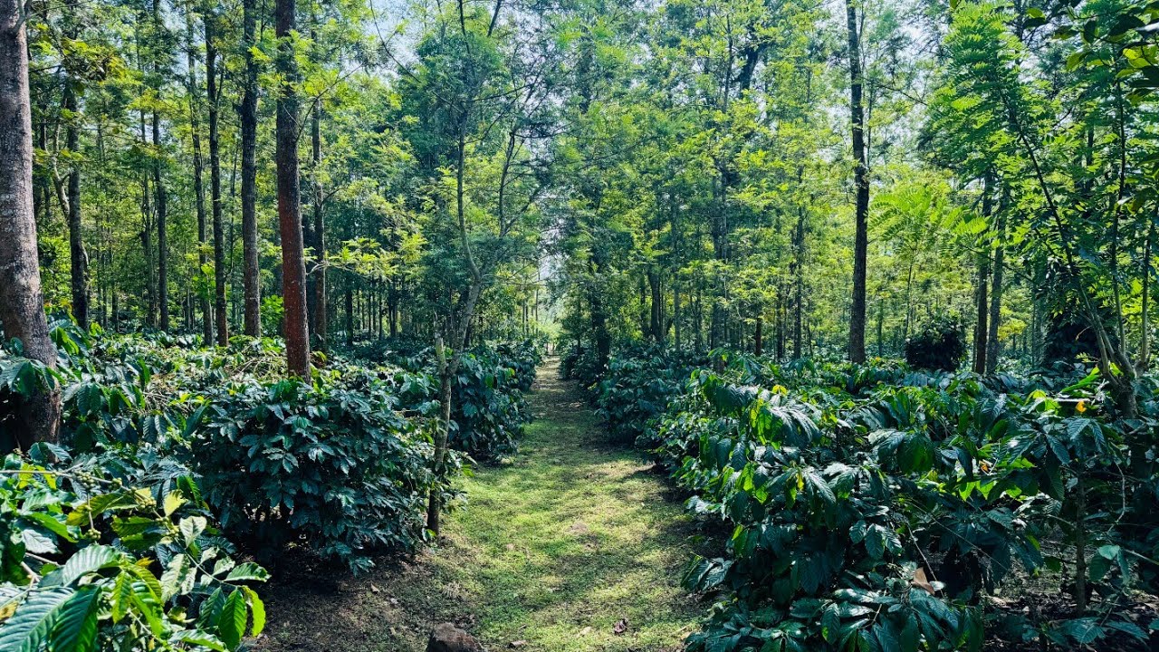 5 acres beautiful scenic view coffee estate for sale in between Hassan,sakleshpur 👌🏻