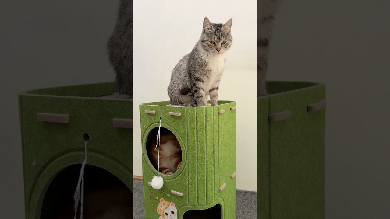 This 2-level cat house is a game changer!Soft felt,22lbs capacity saves space your cat wont leave it