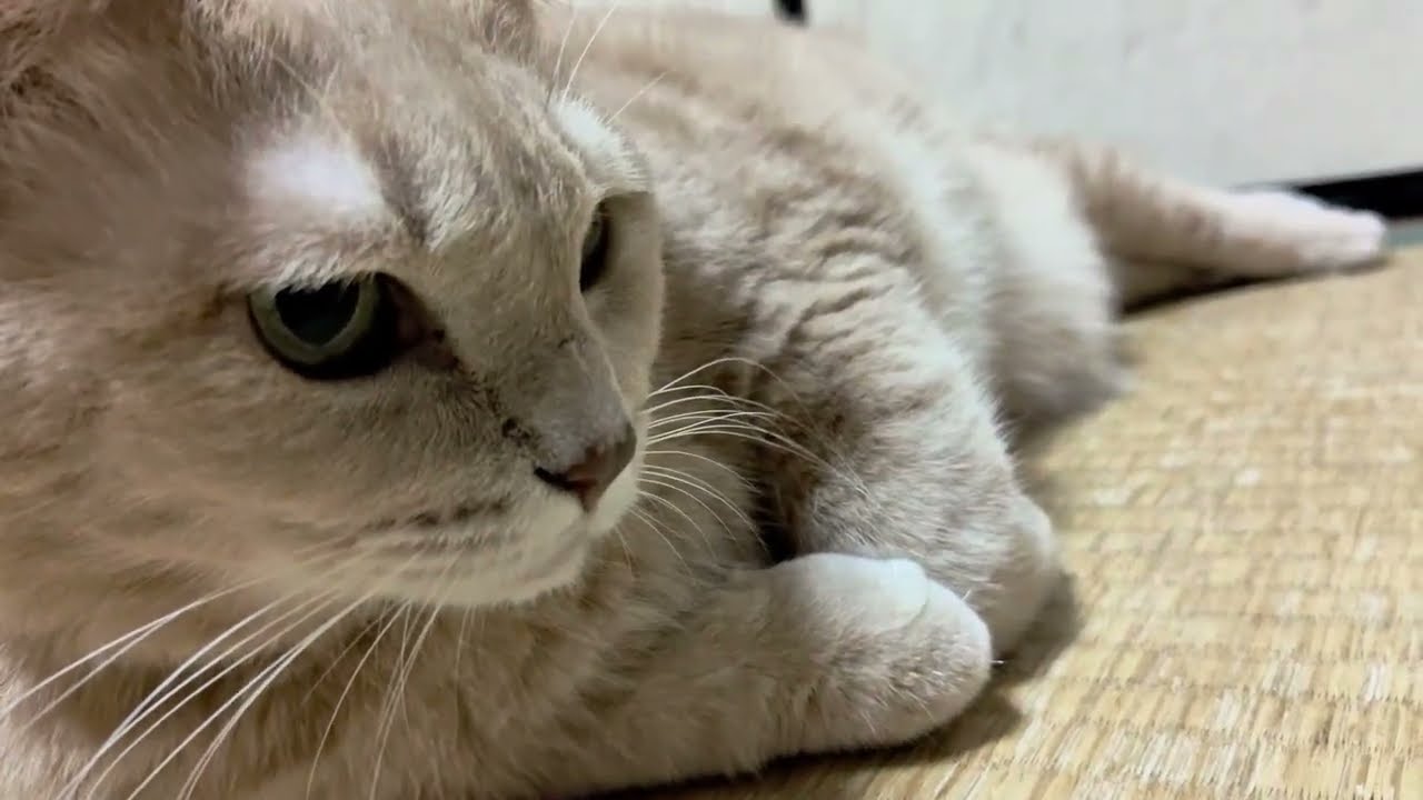 みーちゃんのほっこりな日常2277