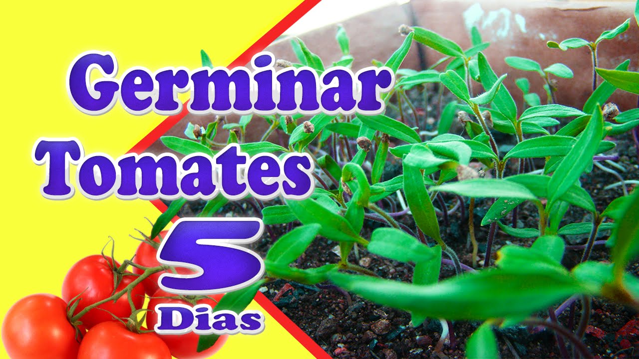 3 Passos Simples de Como Plantar Tomate (germinando Muito RÁPIDO)