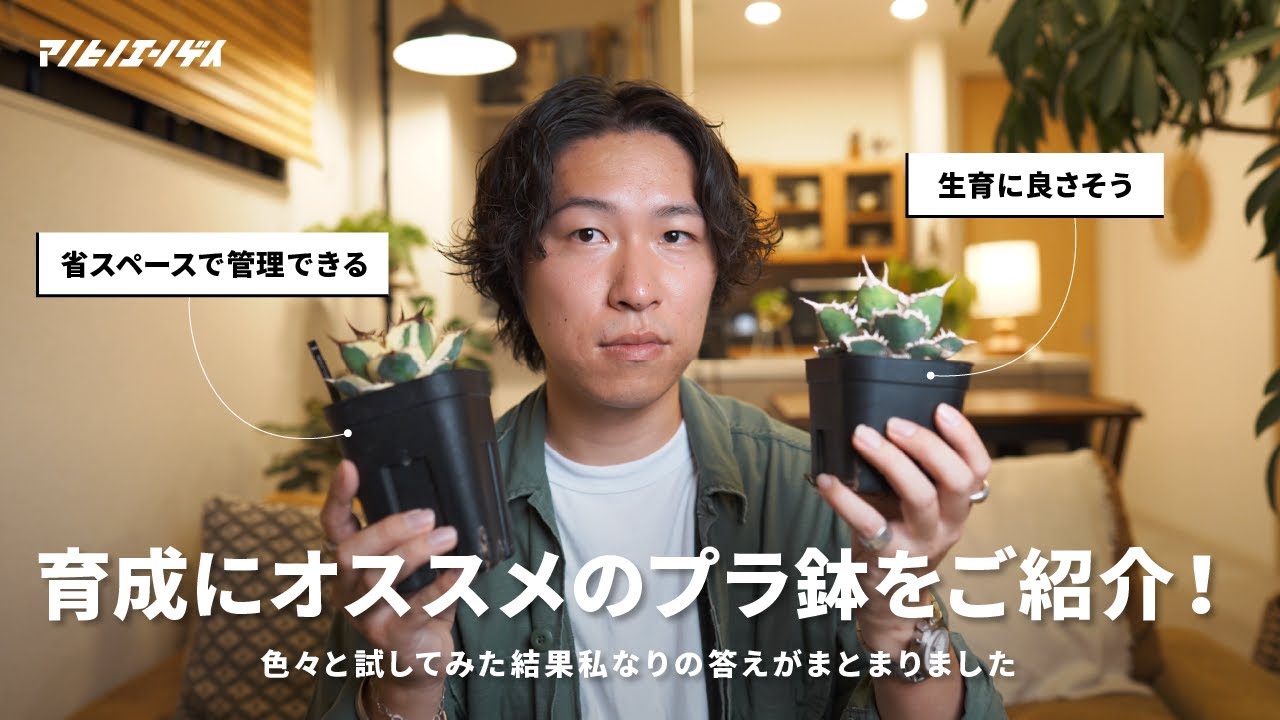 実生株やアガベの育成にオススメのプラ鉢をご紹介！｜アガベ｜チタノタ｜Agave｜植え替え