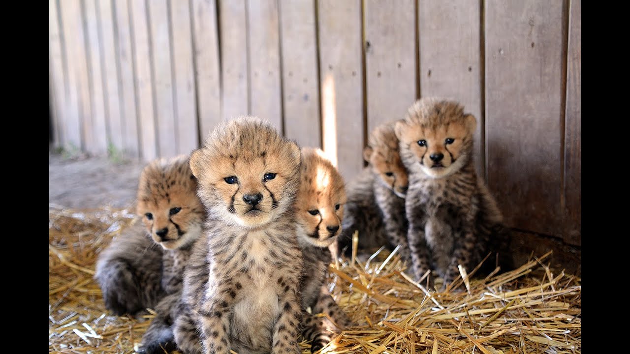 13 Cheetah Cubs born!