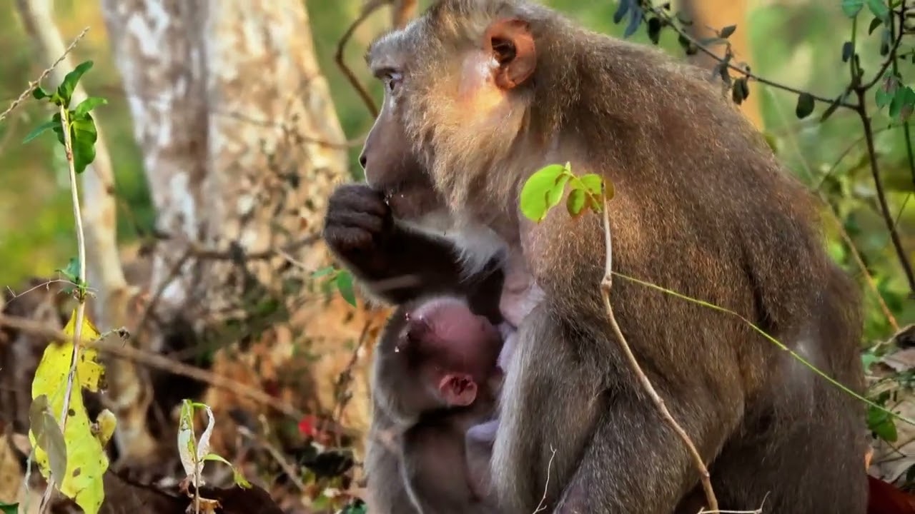 Baby Rosalyn Cuddles Close to Mother Roza