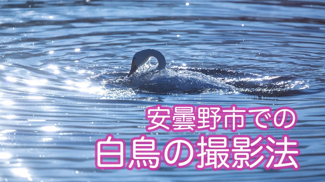 安曇野で越冬する白鳥の撮影法【風景写真的着眼点】