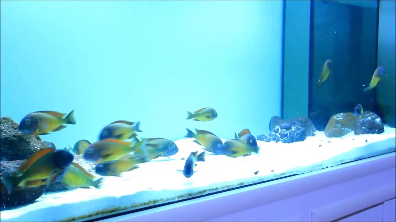 Tropheus İlangi Yellow