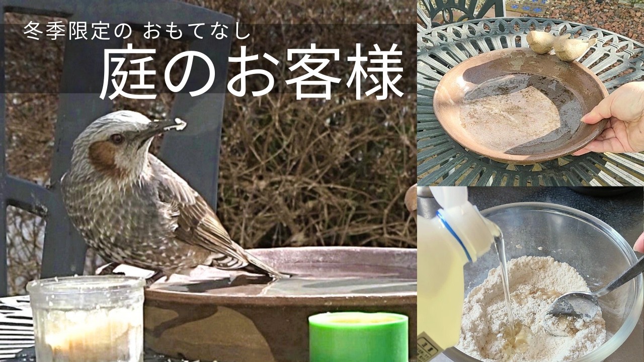 バードケーキでおもてなし、ヒヨドリさんいらっしゃいませ！