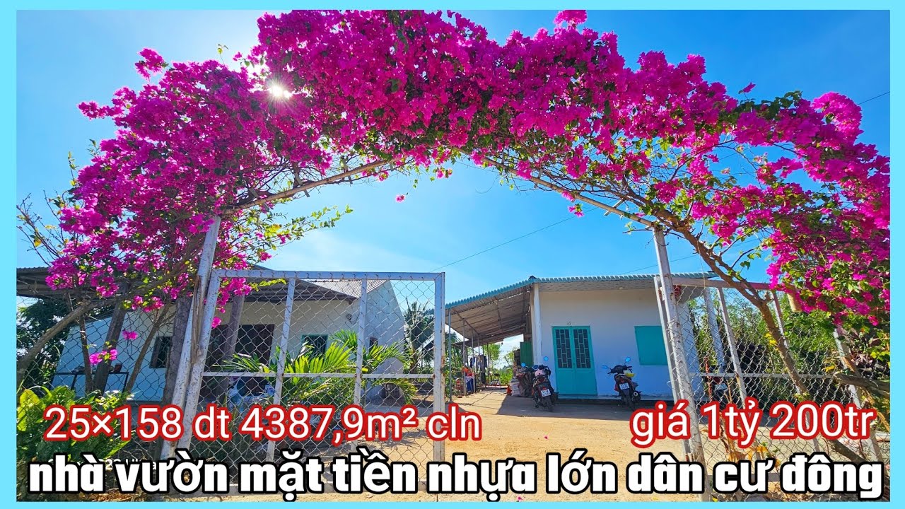 Bán 2 căn nhà vườn mặt tiền nhựa lớn 25×158 dt 4387,9m² cln giá 1 tỷ 200tr bao sổ 