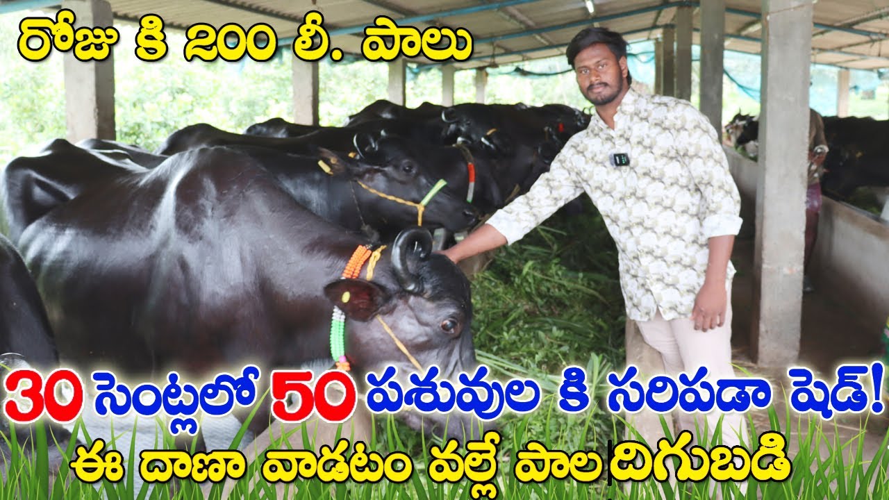 30 సెంట్లలో 50 పశువులకి సరిపడా షెడ్ ఖర్చు? రోజు కి 200 లీ .పాలు |మేము వాడే దాణా ఇదే! Raithanna