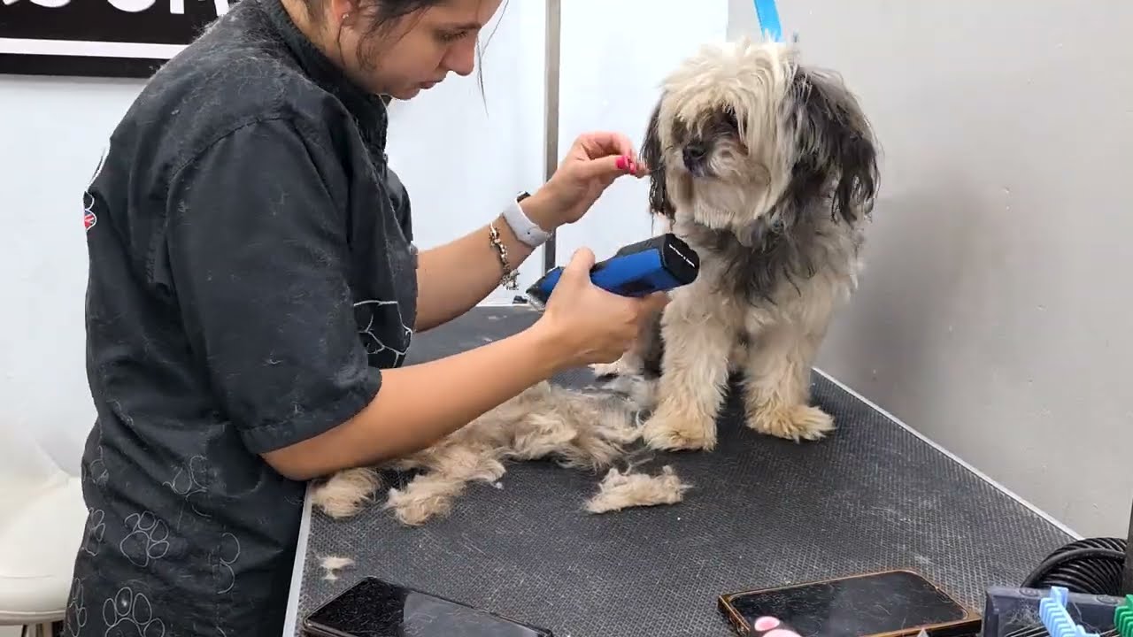 THE END RESULT WILL SURPRISE YOU 🐶❤️DOG GROOMING TRANSFORMAITON