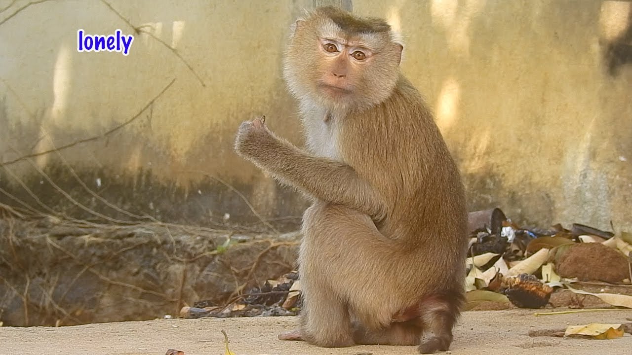 New member pet monkey owner just release for freedom after live 3years with human