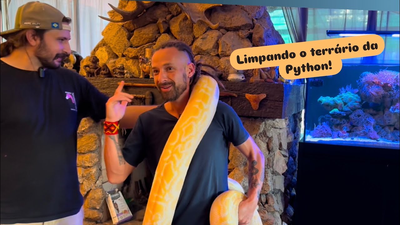 Python bivittatus