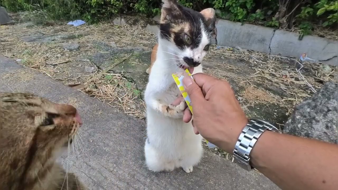 Kucing ini badannya gembul kumisan lucu senang berdiri 😅