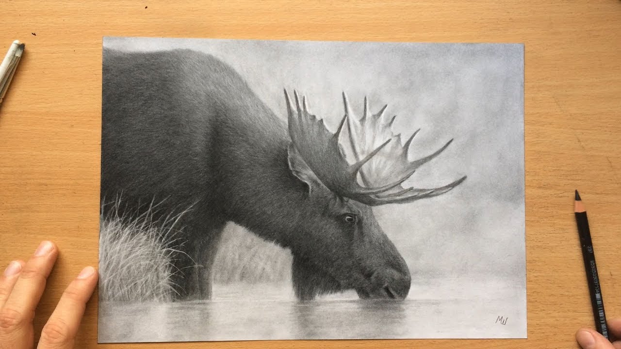 Moose Charcoal Pencil Drawing - Wildlife Art