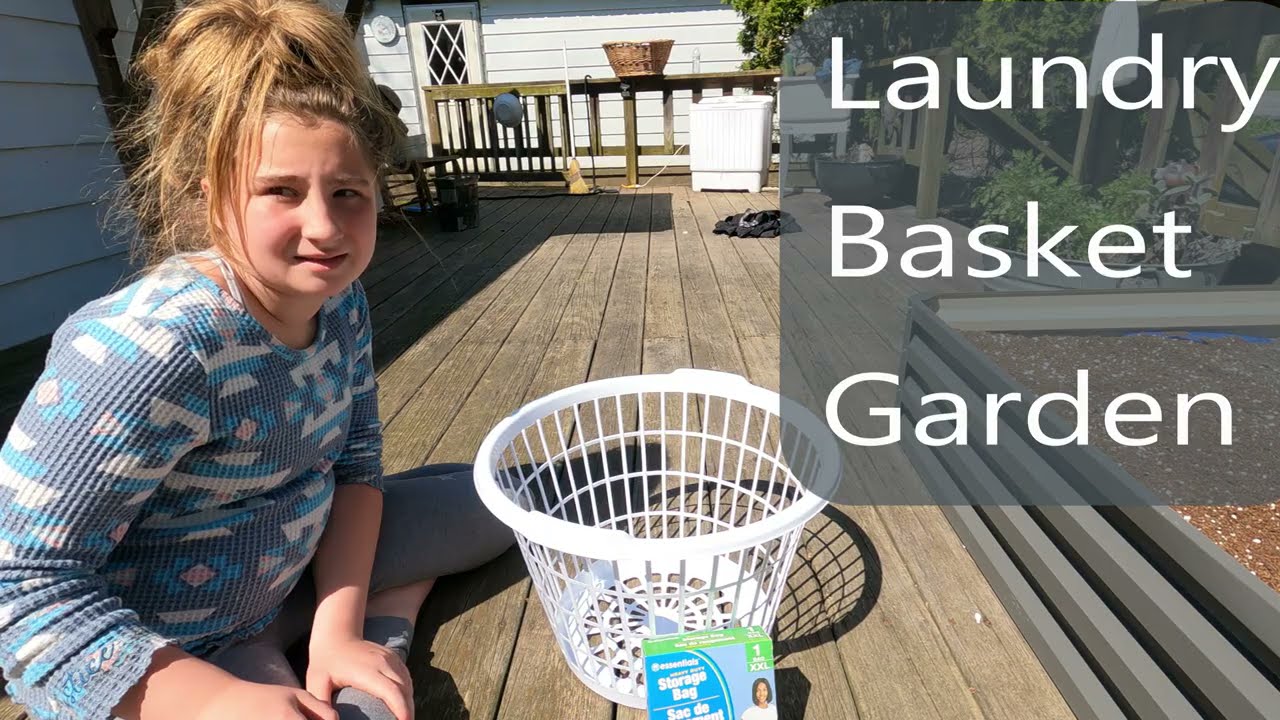 Growing Food Dollar Tree Laundry Baskets, It WORKS!!