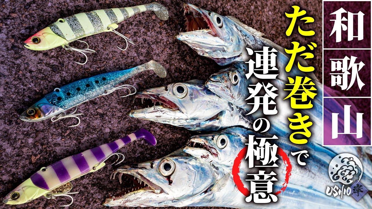【タチウオ】ショア太刀魚の連発劇！！レンジに合わせる “ただ巻き” で時合いを逃さない / USHIO岸 / 金井光輝
