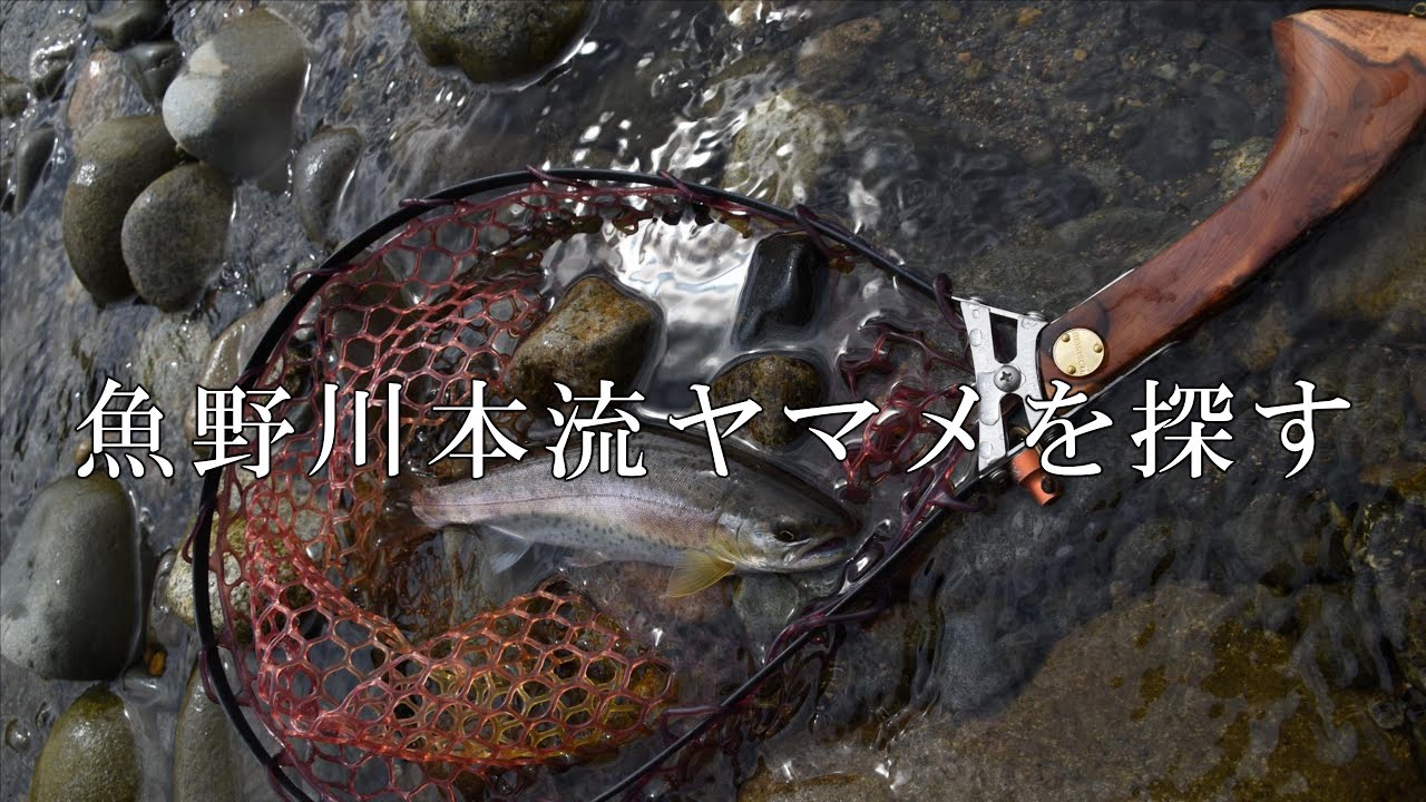 新潟遠征　魚野川本流ヤマメを捜す