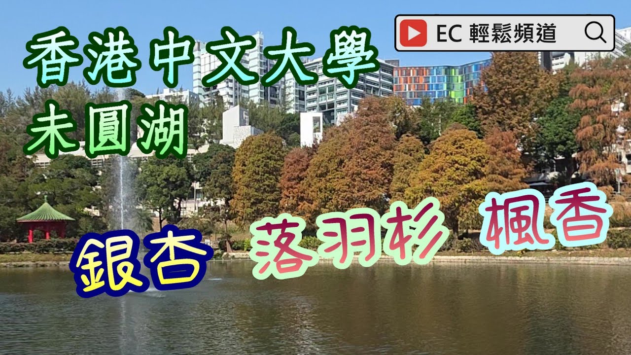 香港中文大學 未圓湖 | 銀杏 | 落羽杉 | 楓香 | Chinese University | Lake Ad Excellentiam | Ginkgo tree | Bald Cypress