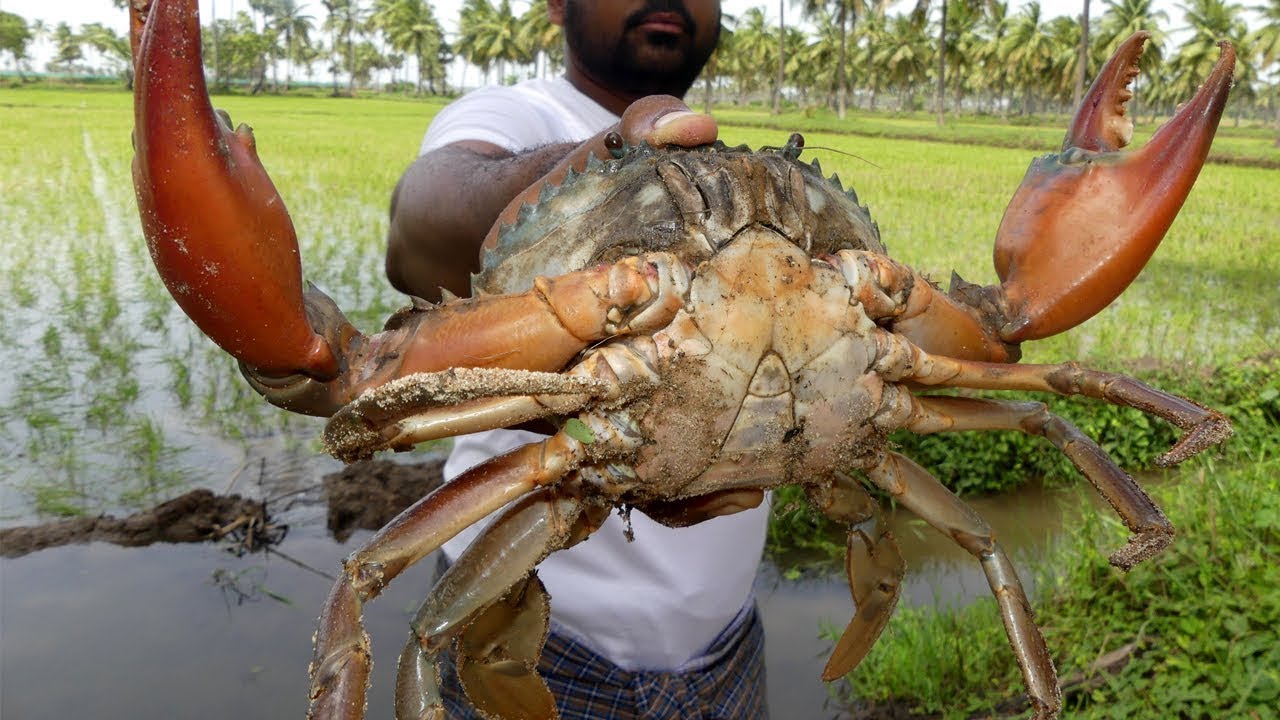 Unique Way of Mud Crabs Catching | Handline Crabs catch