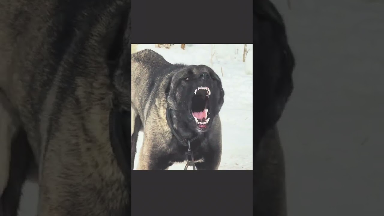 Kangal Shepherd Dog Barking Sound 🔥 