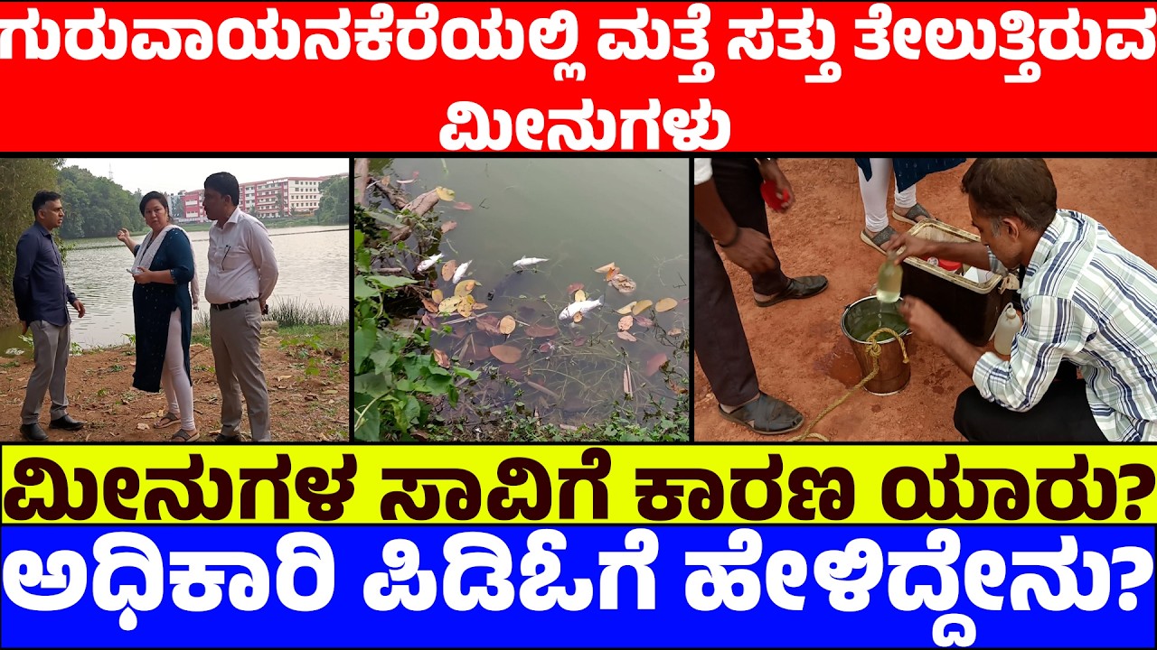 ಗುರುವಾಯನಕೆರೆಯಲ್ಲಿ ಮತ್ತೆ ಸತ್ತು ತೇಲುತ್ತಿರುವ ಮೀನುಗಳು|ಮೀನುಗಳ ಸಾವಿಗೆ ಕಾರಣ ಯಾರು?|ಅಧಿಕಾರಿ PDOಗೆ ಹೇಳಿದ್ದೇನು?