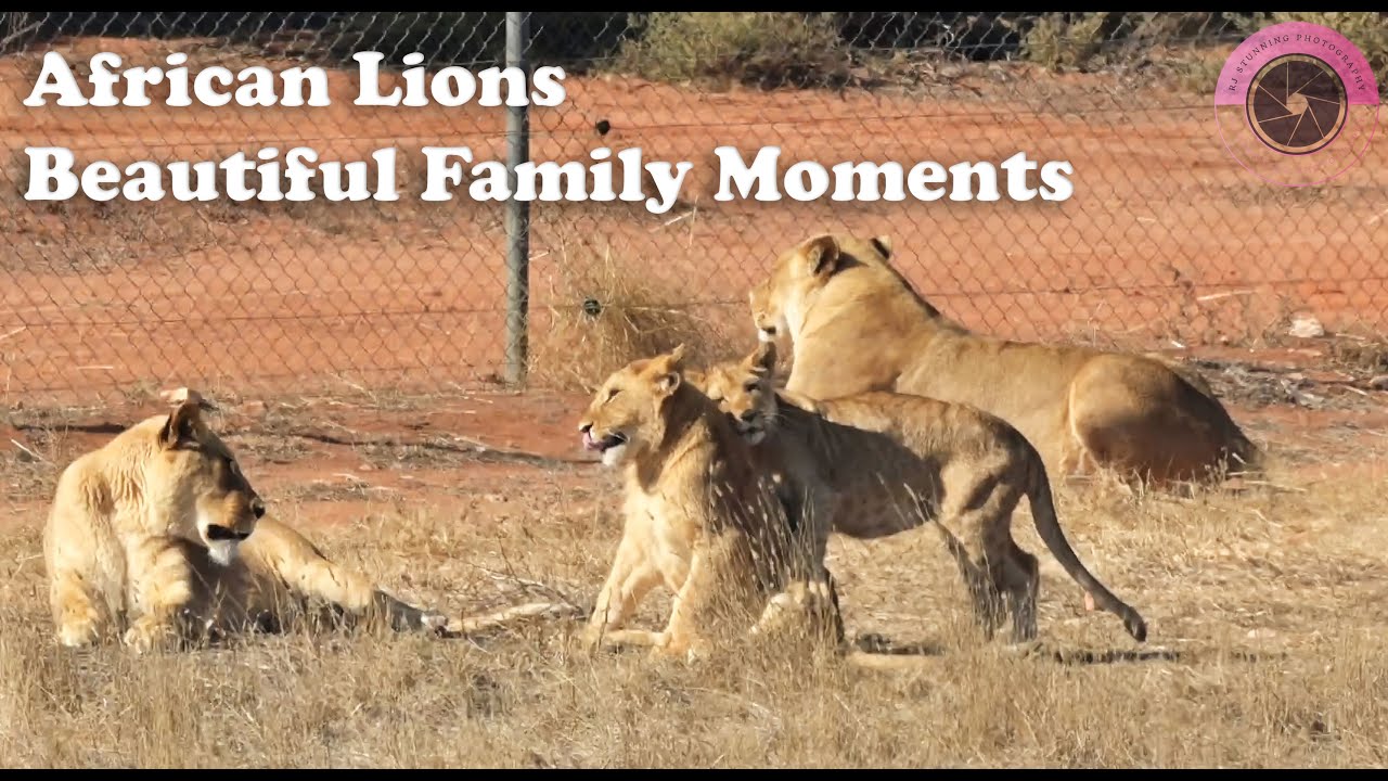 African Lion cubs. Beautiful family moments. Monarto Safari Park. South Australia.