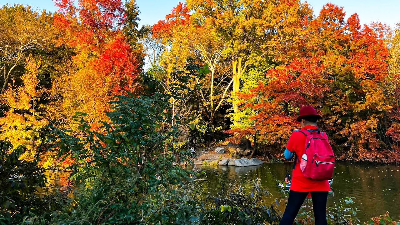Walking Central Park during Peak Fall Foliage (November 2021)