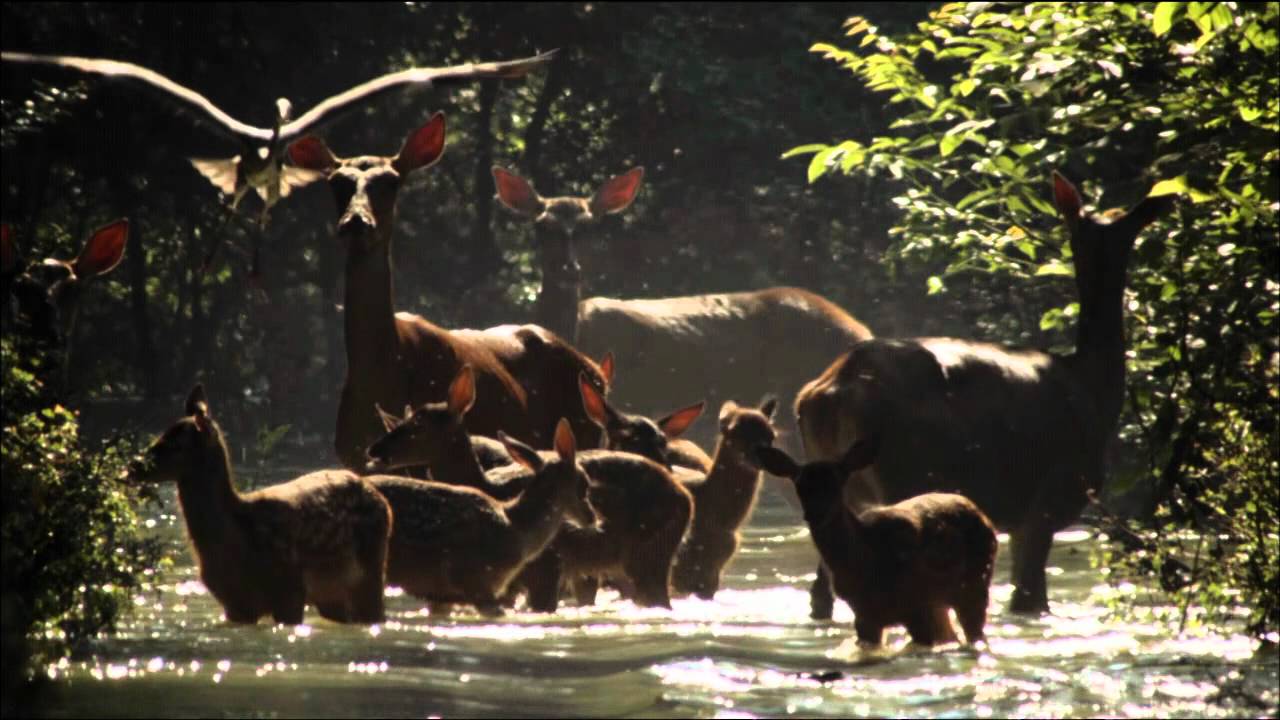 Wild Hungary - Wildscreen Festival Nominee 2012