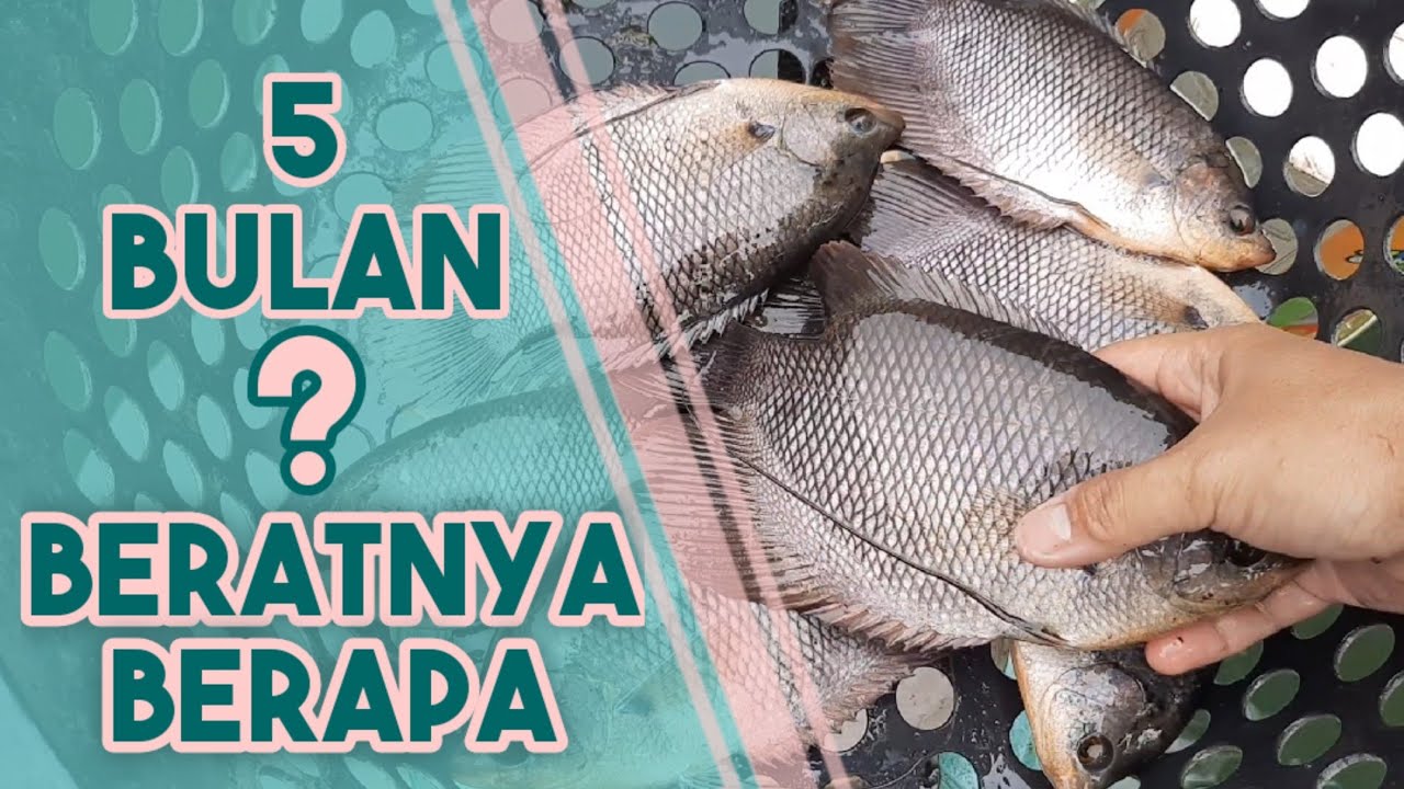 BOBOT IKAN GURAME UMUR 5 BULAN, TEBAR AWAL BIBIT UKURAN KOREK GAS