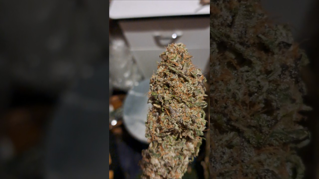 PBB Outdoor; King Kong Indoor