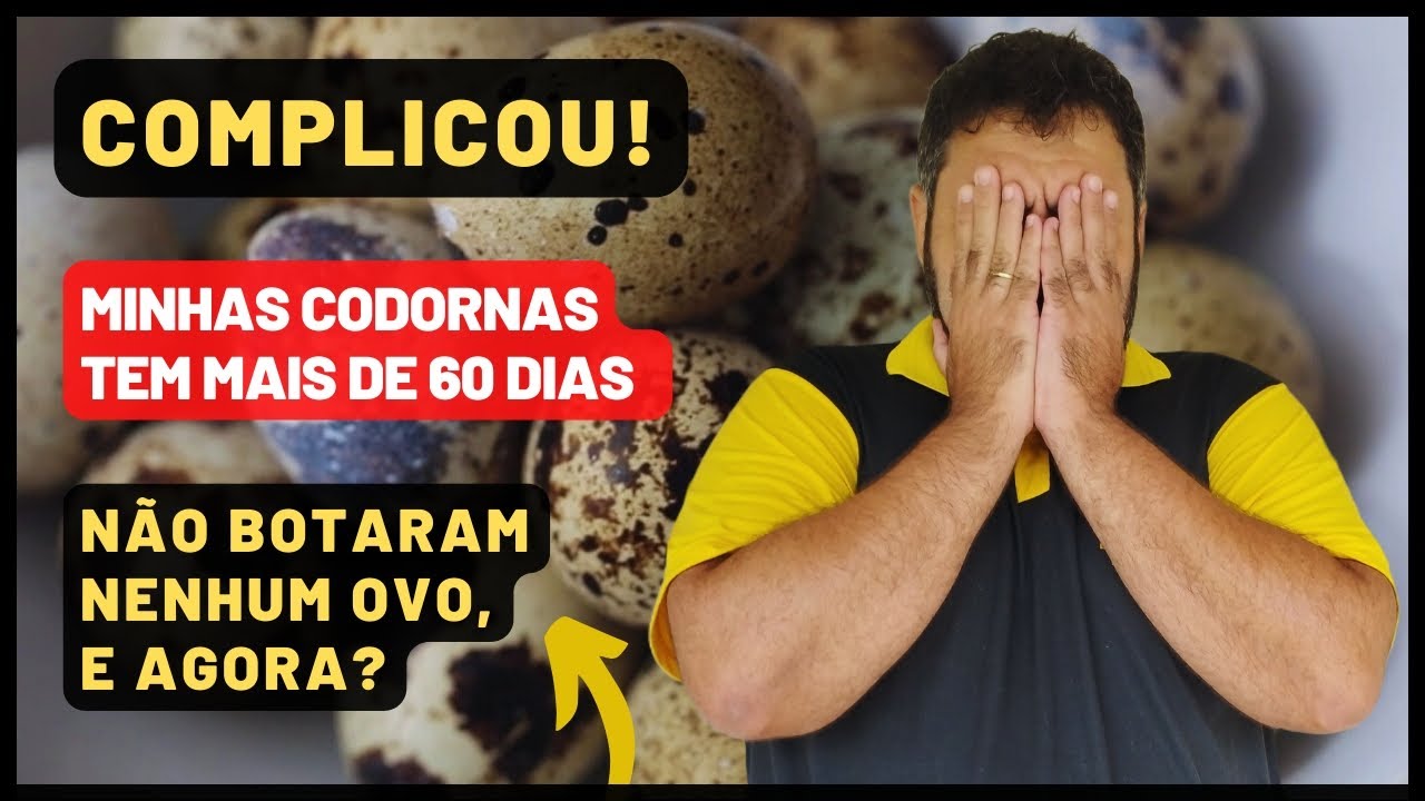 POR QUE MINHA CODORNA NÃO BOTA OVOS? | CODORNAS COM MAIS DE 60 DIAS E NÃO BOTAM OVOS, VEJA POR QUÊ!