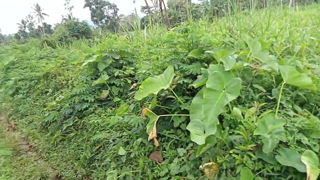 Tanah dijual lokasi di desa Glagah dowo kec tumpang kab malang wa 082315377598