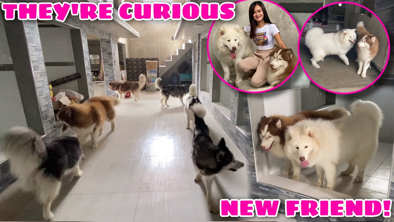 Pack Goes Inside The Mansion For The First Time! | HERCULES FOUND A NEW FRIEND! | Husky Pack TV