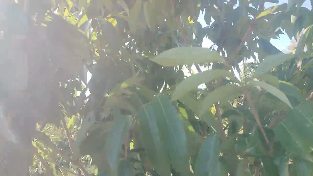 Sau 3 lần kích hoa, tiếp tục tưới nước và chờ đợi. 