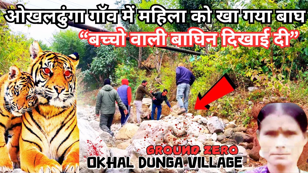Jungle का एक और दर्दनाक हादसा | Okhal Dunga Tiger Attack | Jim Corbett