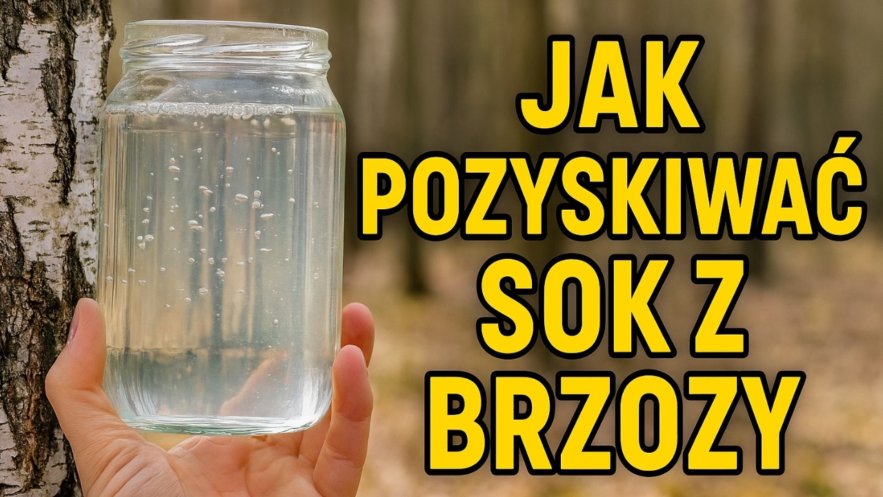 Sok z brzozy &ndash; Sekrety natury w Twoim zasięgu! Jak pobierać sok z brzozy i kiedy? Co zawiera?