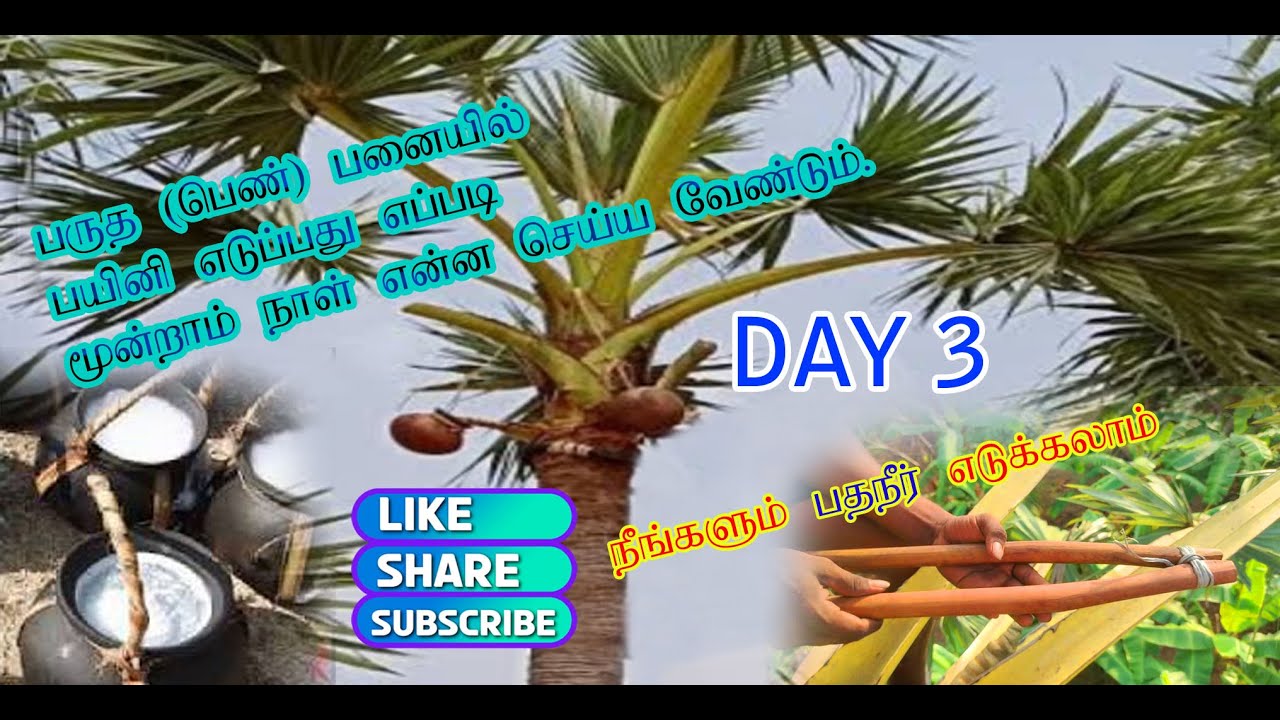 Pathanir (பதநீர்) Eduppathu Eppadi day 3 ) 06/12/23