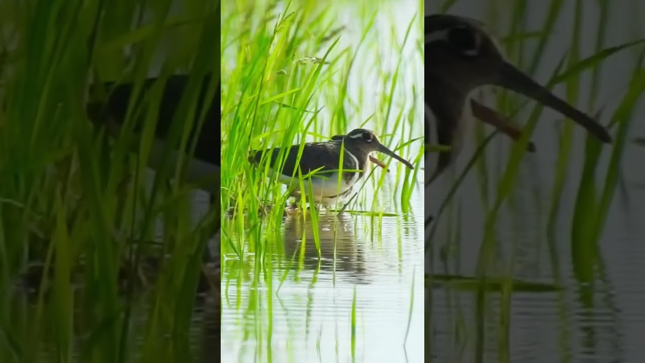 Greater Painted Snipe #shorts #wildlife #bird #photography #birdwatching #cambodia