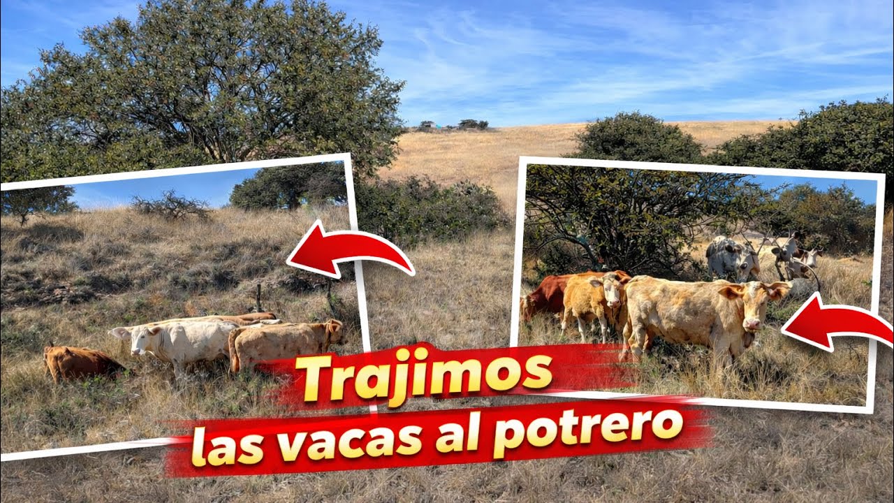 MOVIENDO NUESTROS ANIMALES