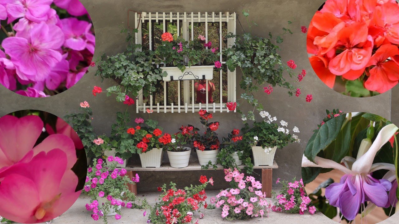 RECORRIDO POR MI JARDÍN 😍🌺🌸🌷