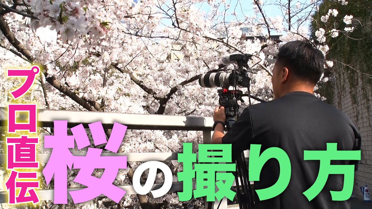 【α7】桜を動画で美しく撮影するコツ！現役テレビカメラマンのマル秘テクニック！