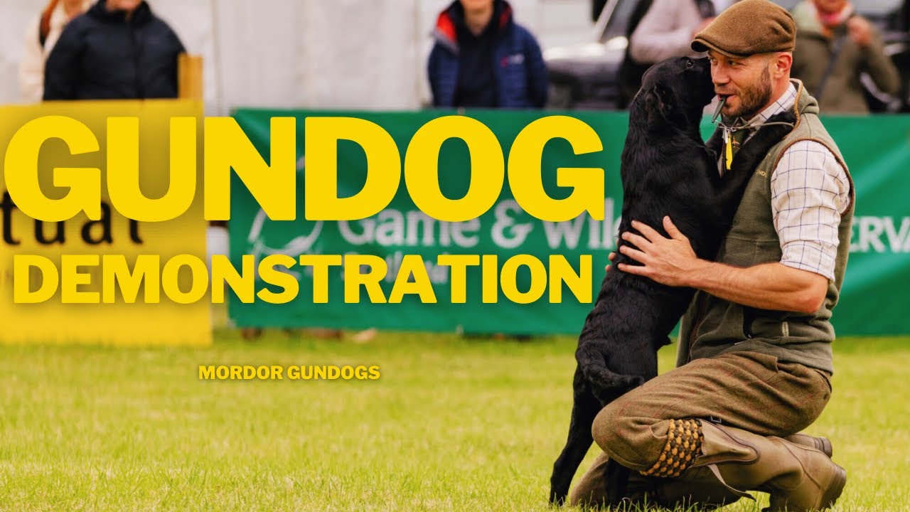 PUPPIES TO FULLY TRAINED: Our Training Process With Spaniels, Labradors & Golden Retrievers