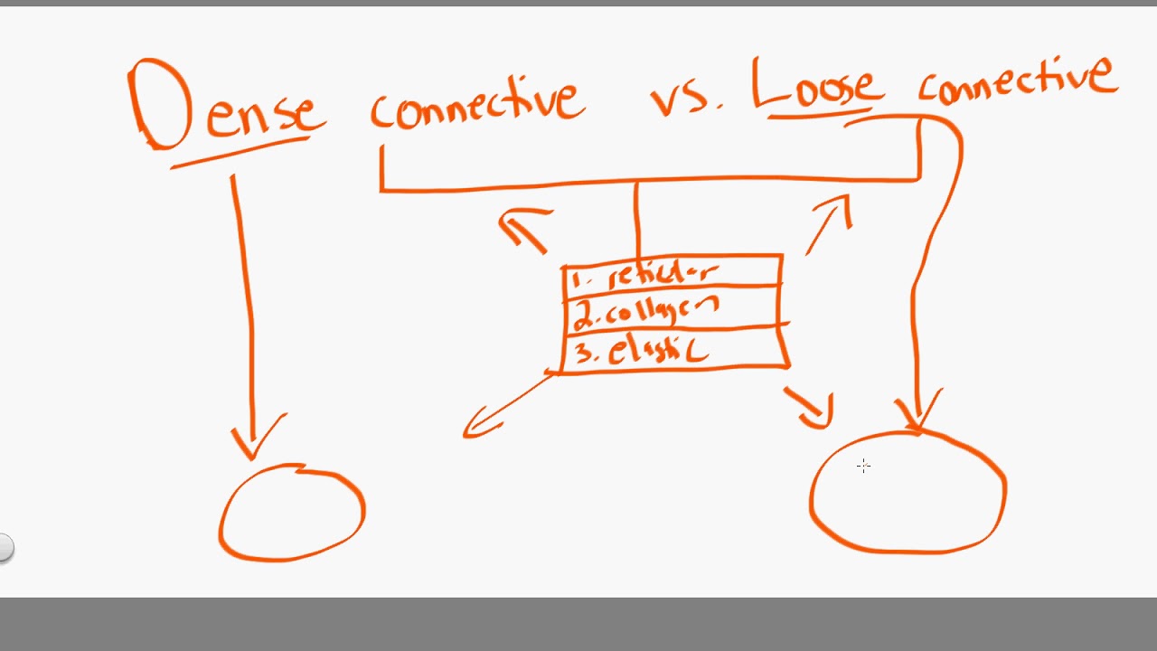 dense connective vs loose connctive