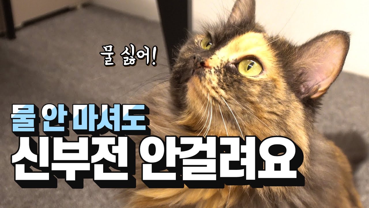 [ENG SUB] 물과 신장병, 아무 상관 없다고???