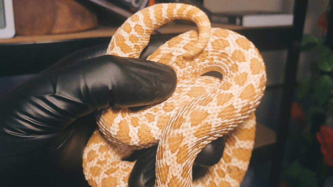 Hognose Snake - Scent Glad Issues, Prevention and Help!