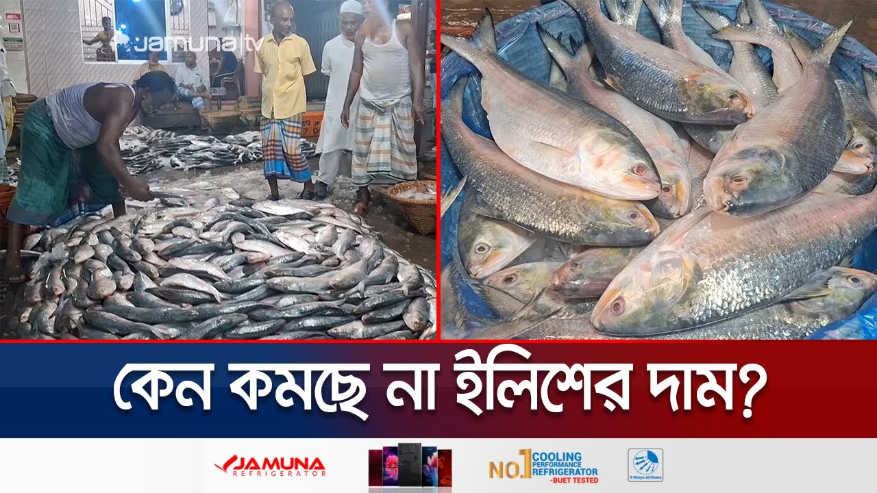 ইলিশের কেজি আড়াই থেকে ৩ হাজার টাকা! পেছনের কারণ কী? | Chandpur Hilsha Price | Jamuna TV