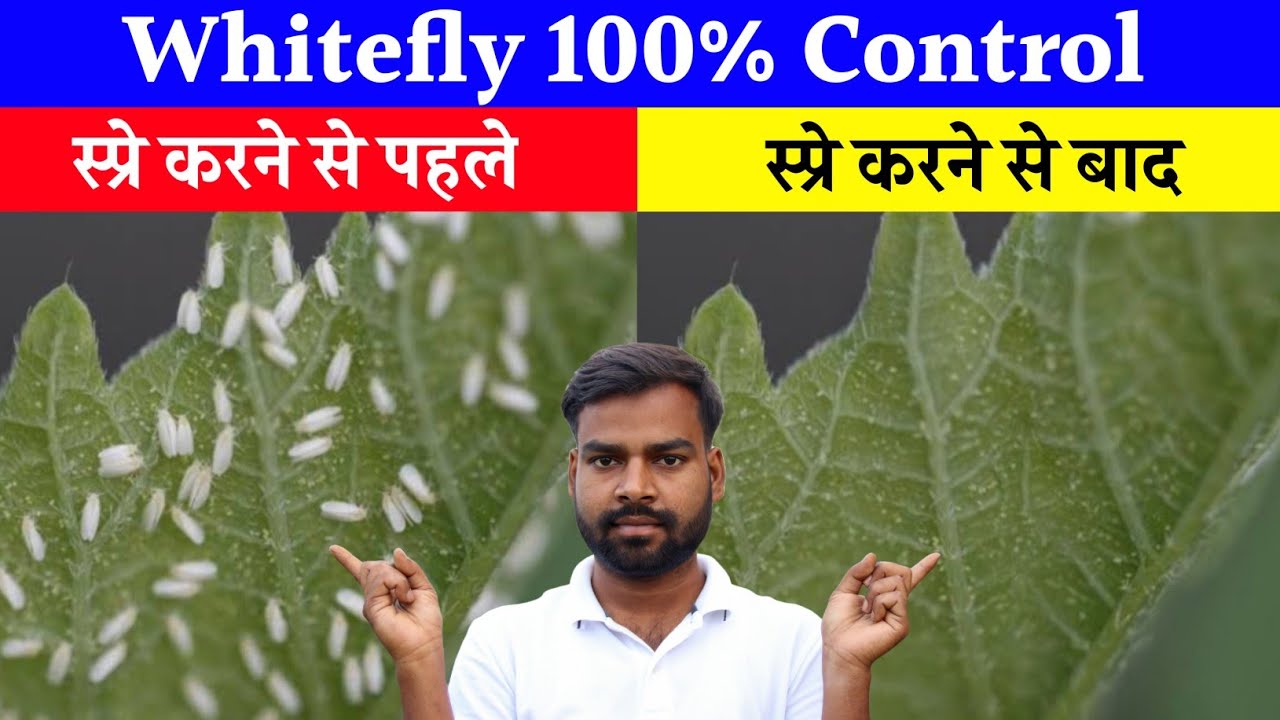 सफेद मक्खी कंट्रोल सिर्फ 2 घंटे में 💯 Whitefly Control करने का नया तरीका ✅