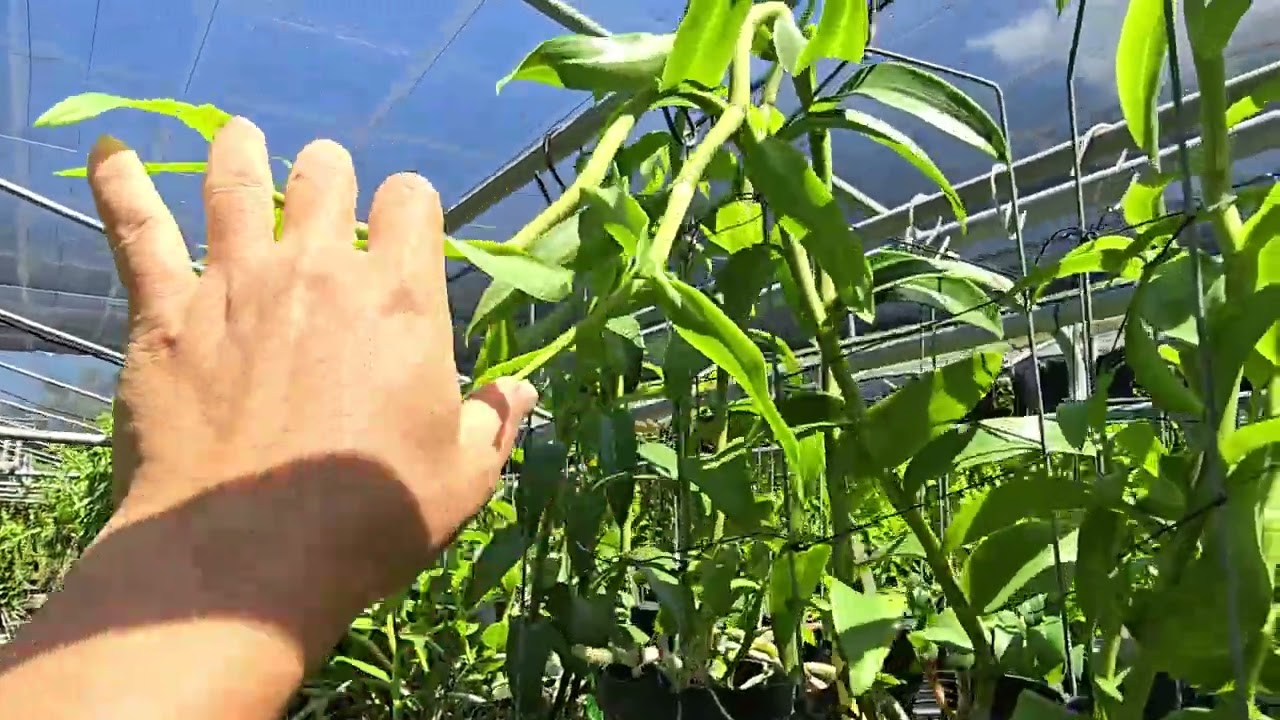 快來看看，現在的植株飛快成長