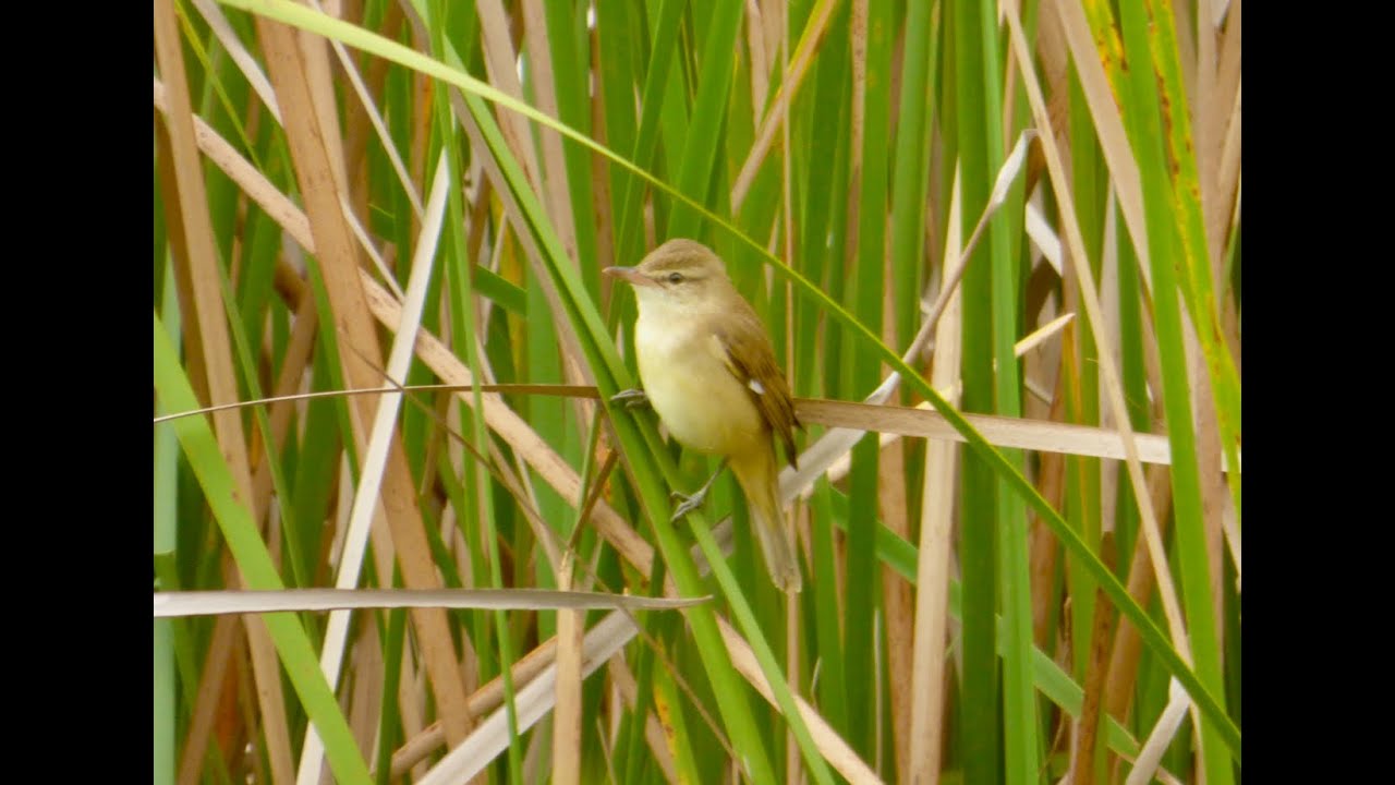 Oriental Reed Warbler 's call Ytube