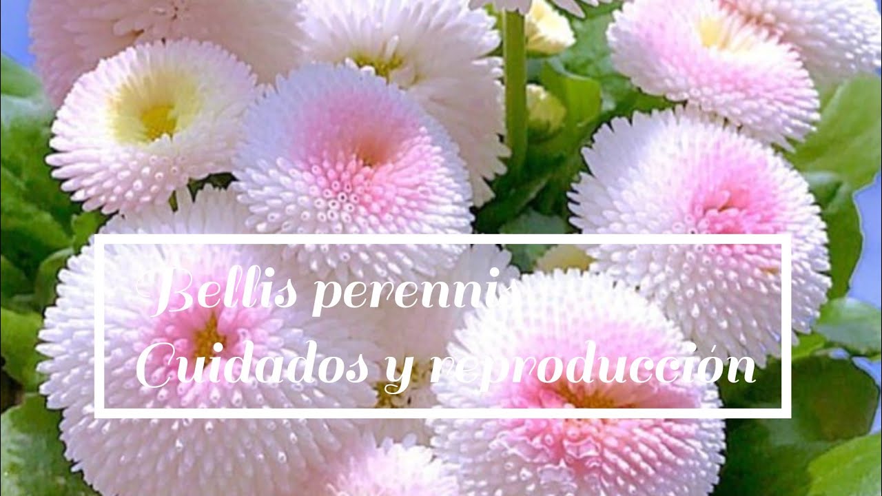 margarita de prados o bellorita cómo cuidar , ubicación, reproducción y sustrato